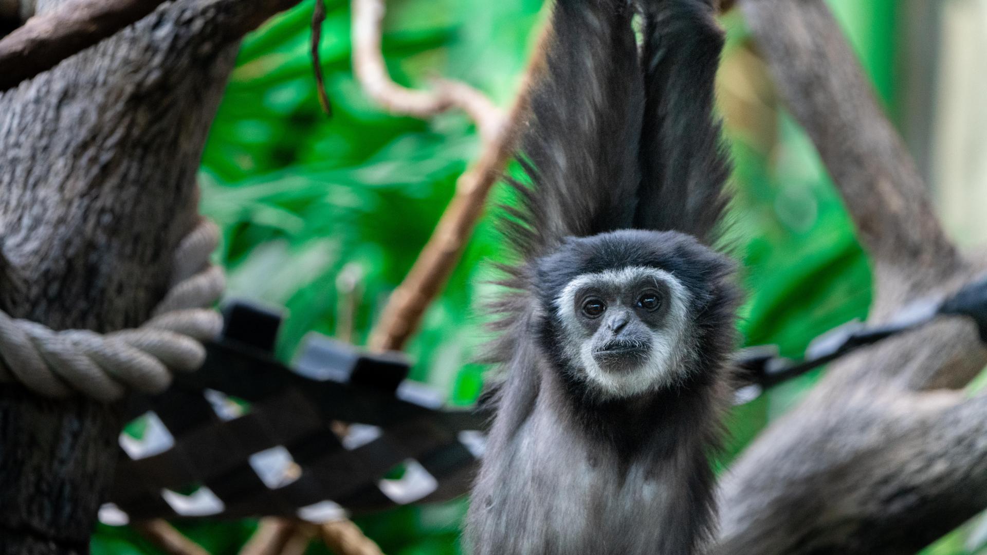 White-handed Gibbon