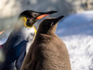 King Penguins