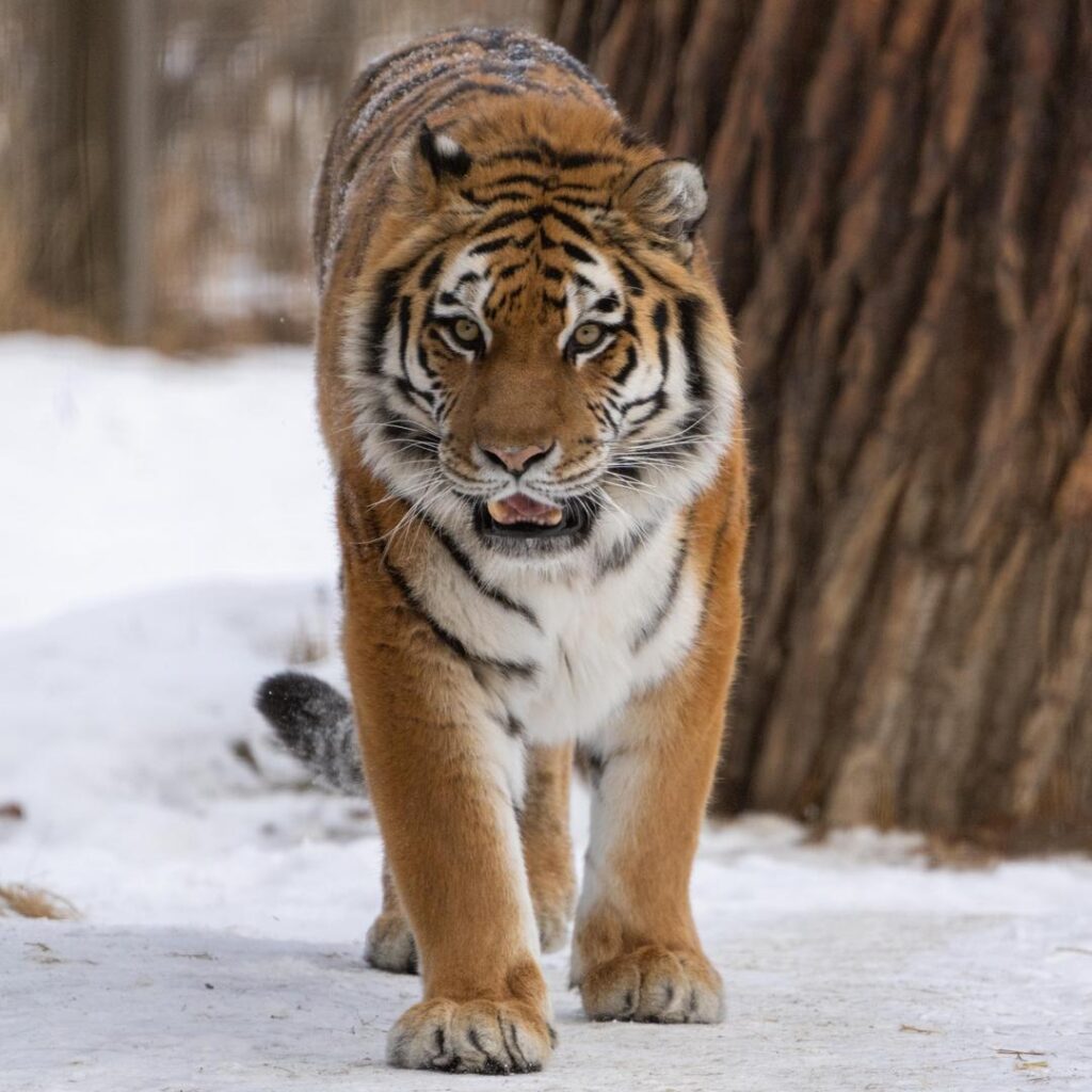 Amur Tiger
