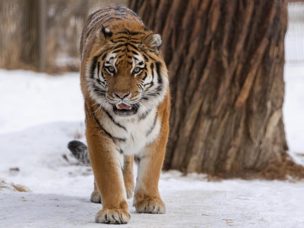 Amur Tiger