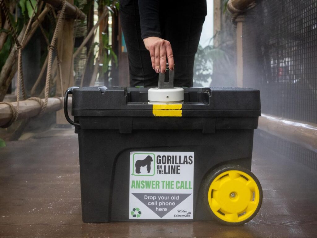 Gorillas on the line