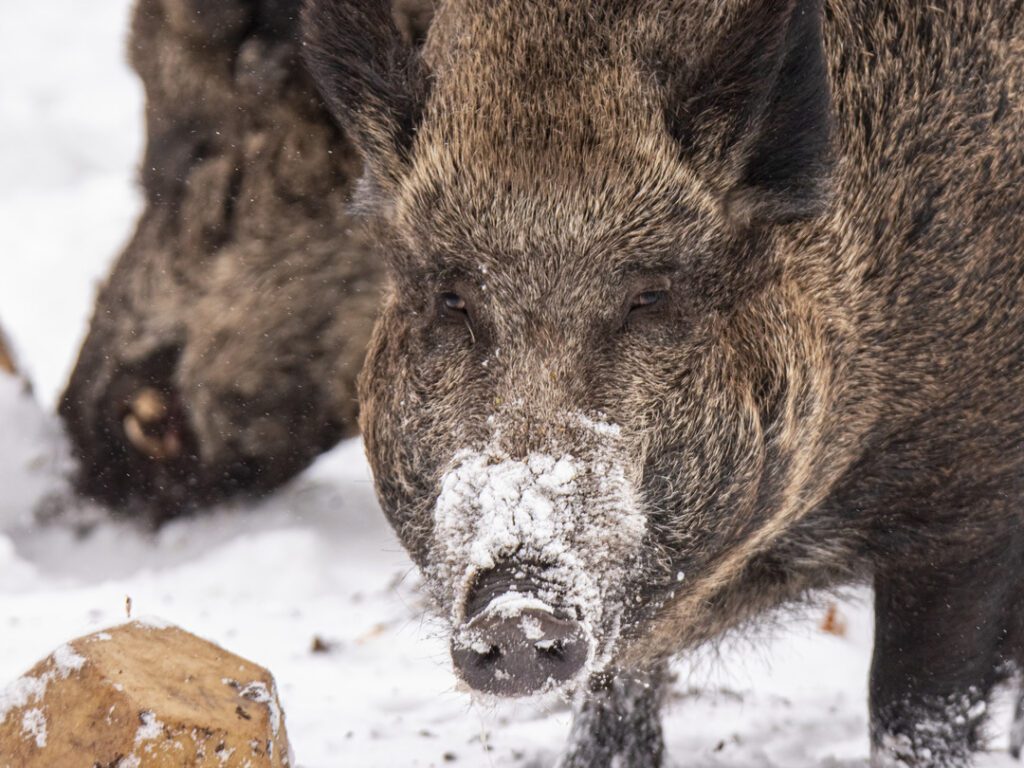 Wild Boar