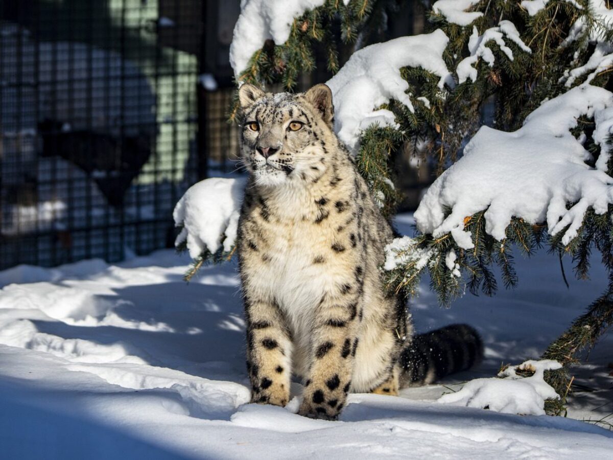 Snow Leopard