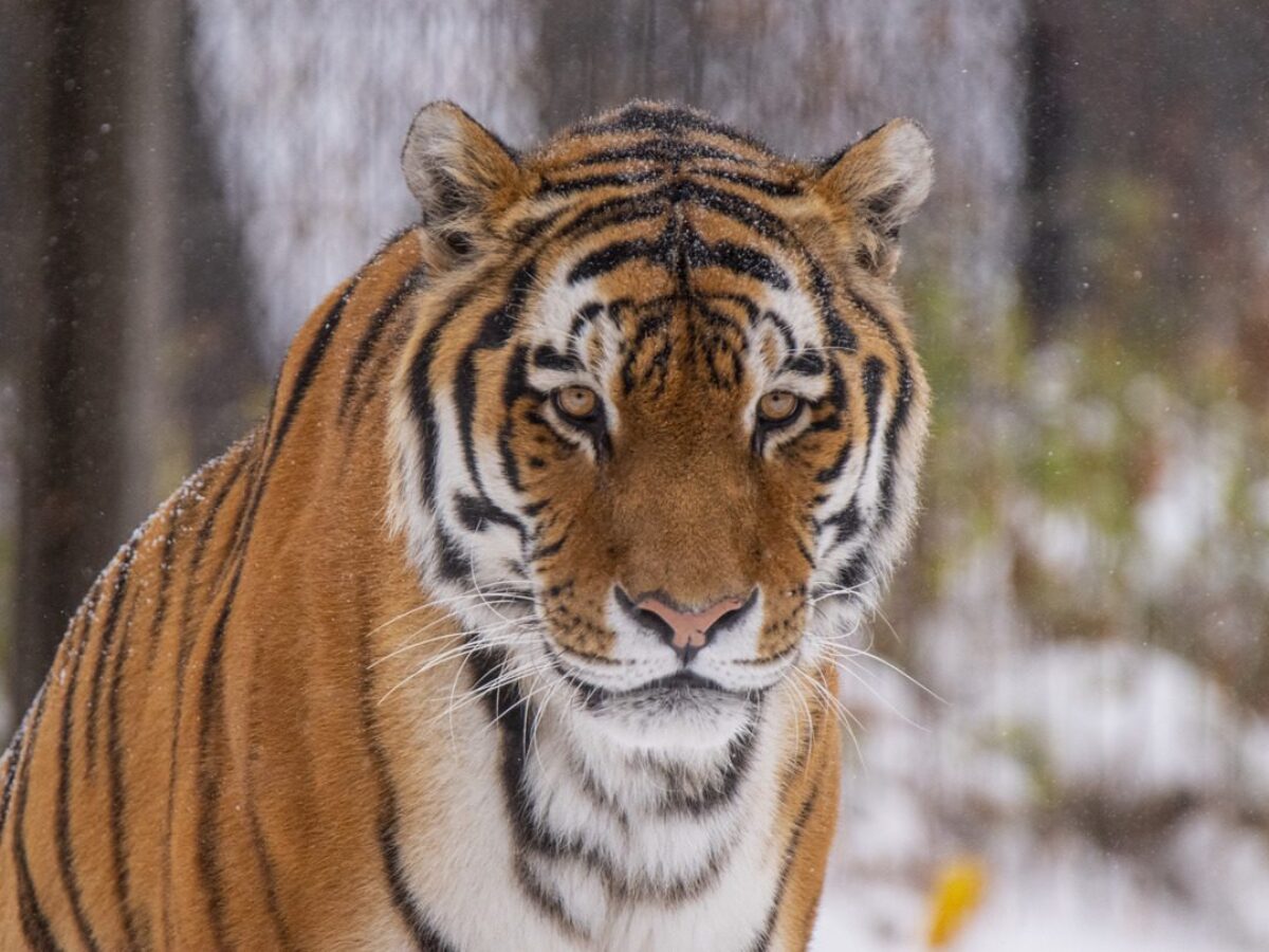 Amur Tiger - WAZA
