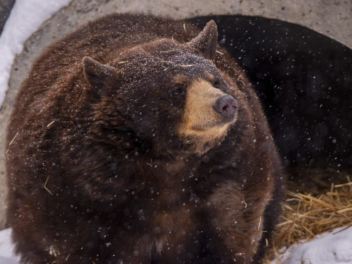 American black bear