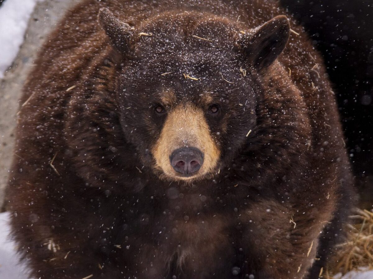 Black Bear