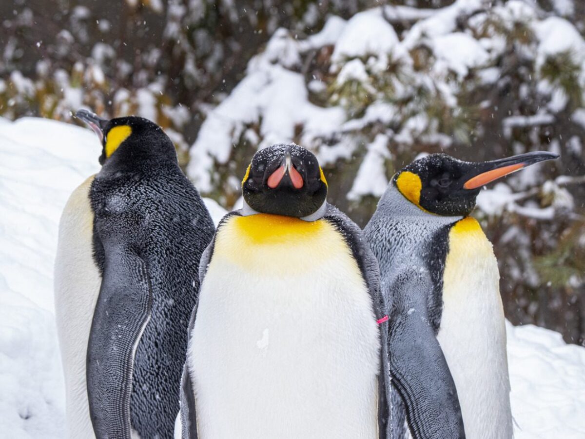 King Penguins