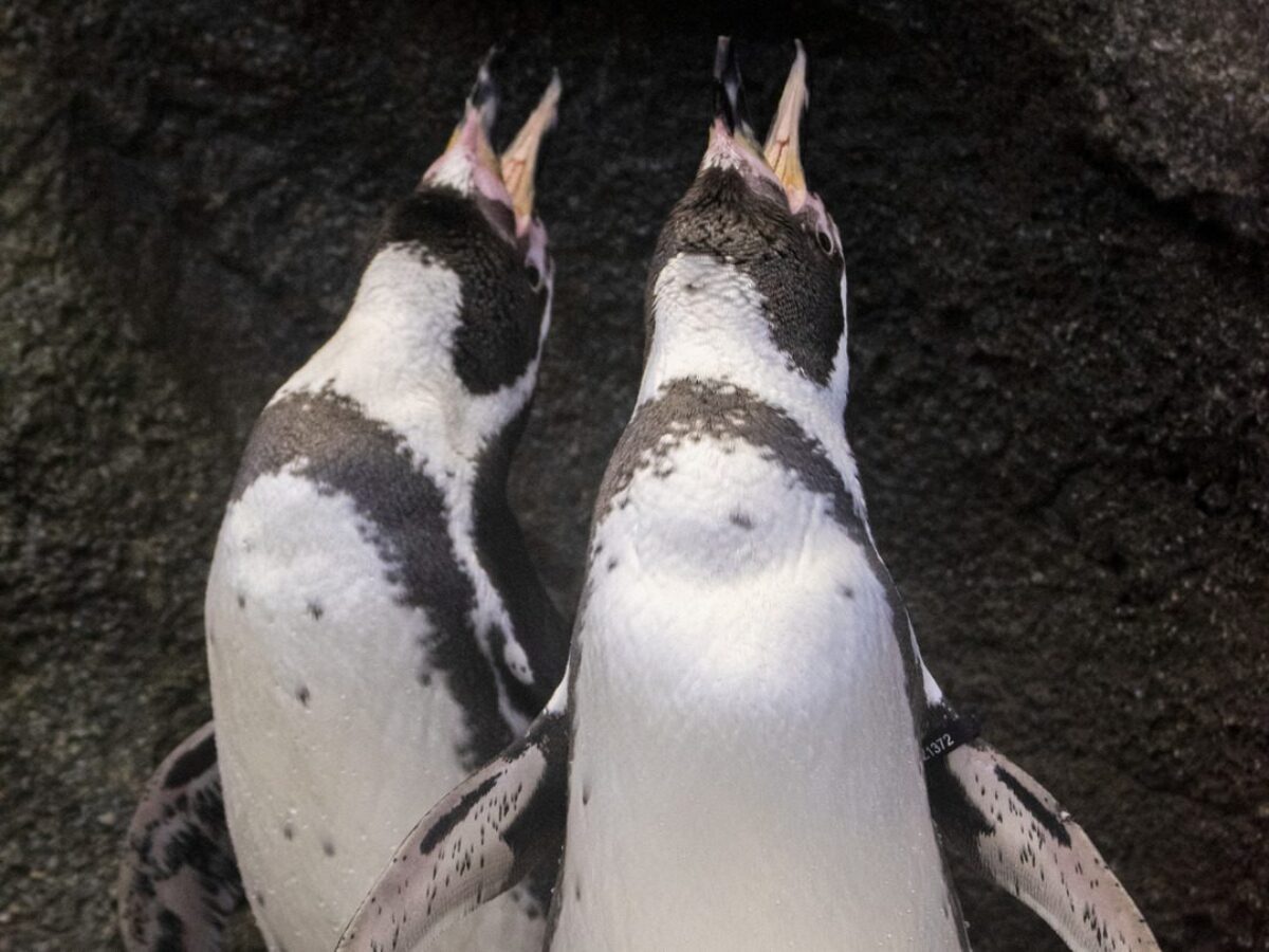 Humbold Penguins