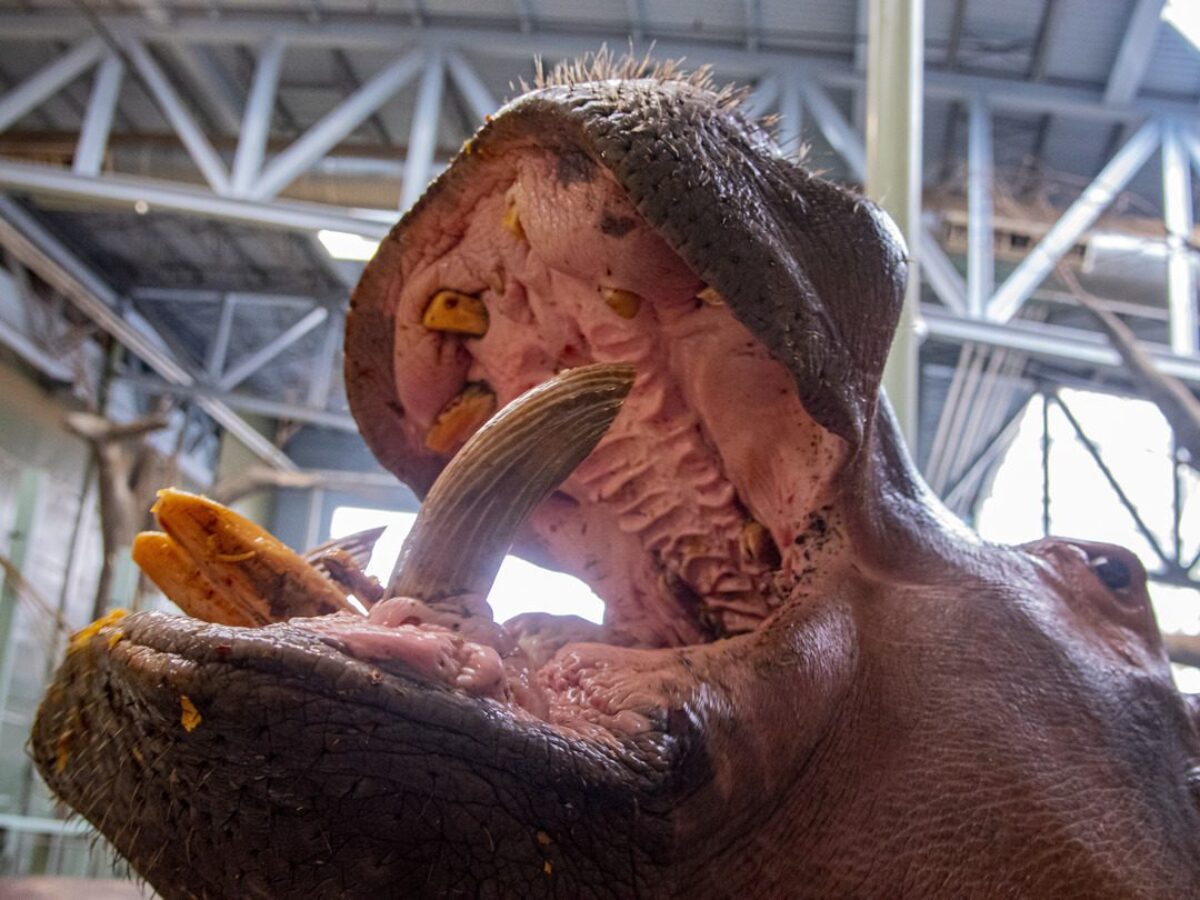 Hippo