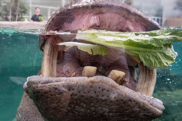 Hippopotamus, Lobi eating lettuce rocket enrichment in the pool