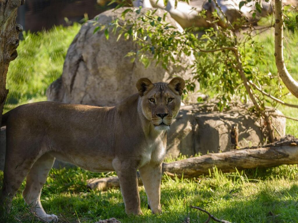 Lion
