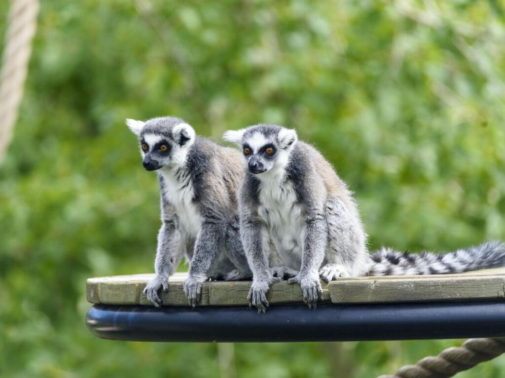 Lemurs