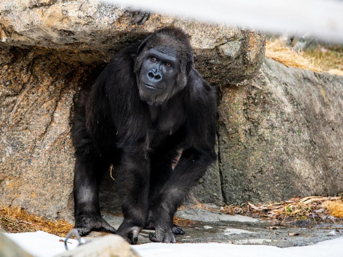 Western lowland gorilla
