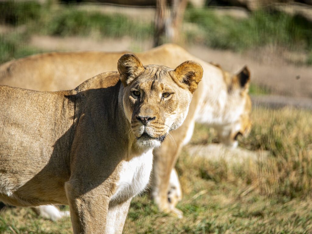 Lion