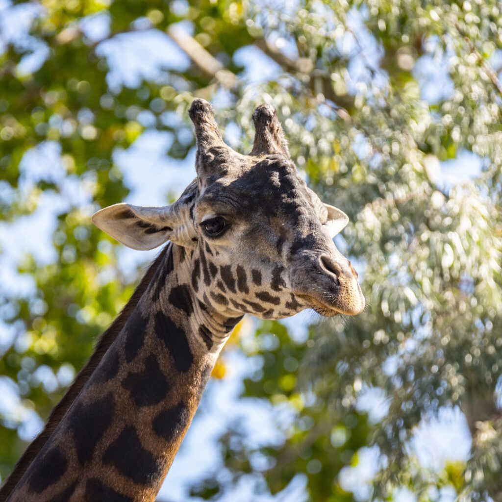 Giraffe