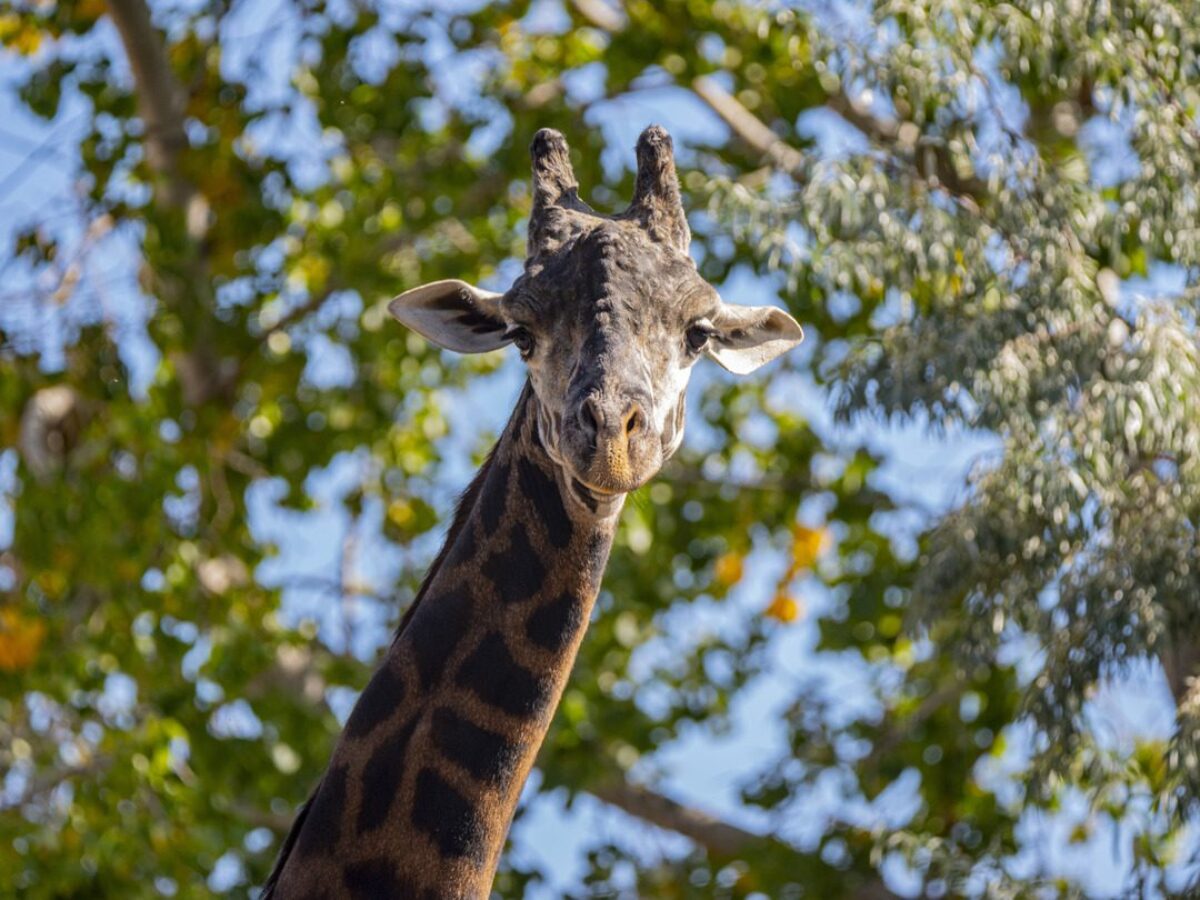 Giraffe
