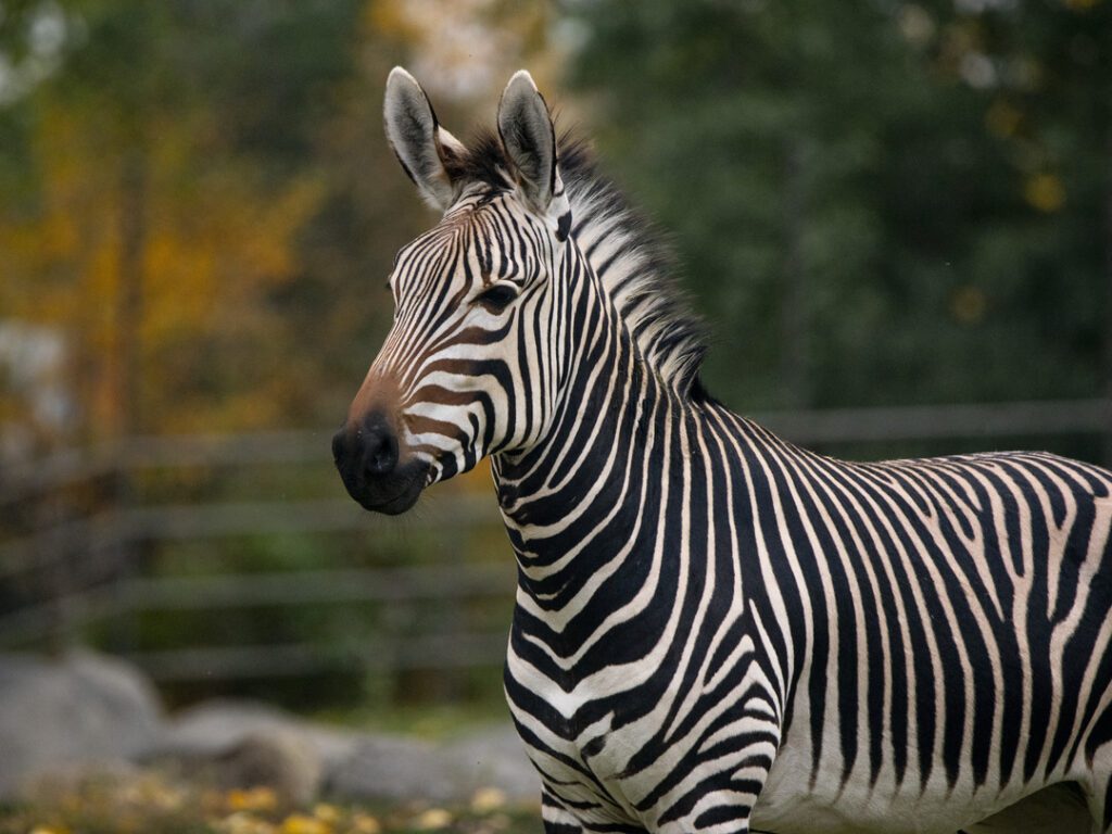 Zebra