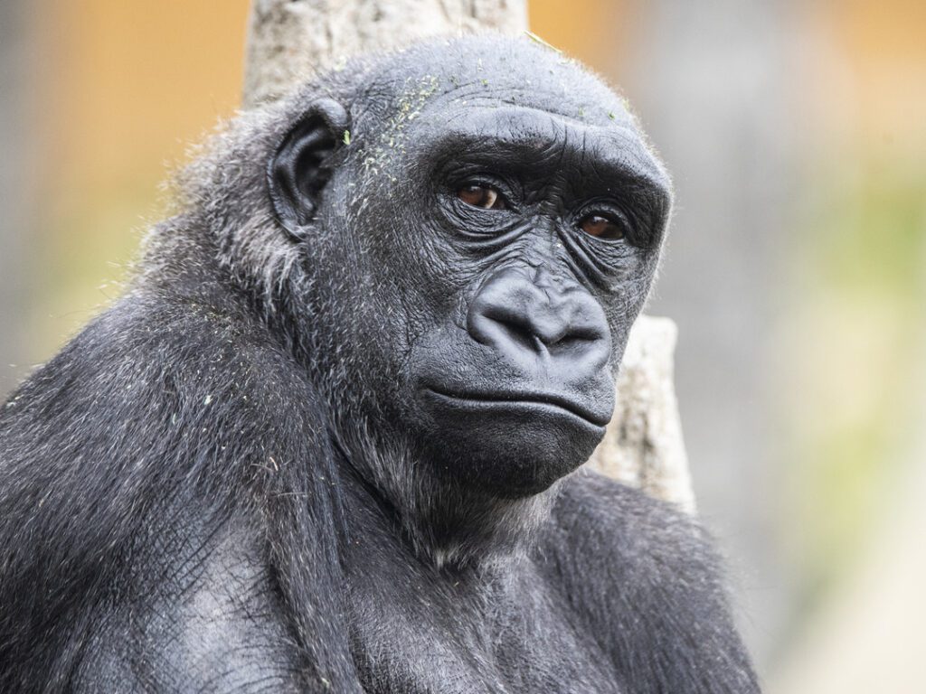 Western Lowland Gorilla