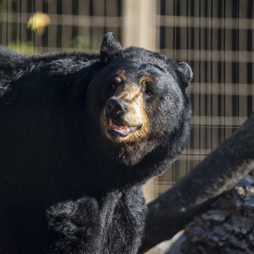 Black Bear