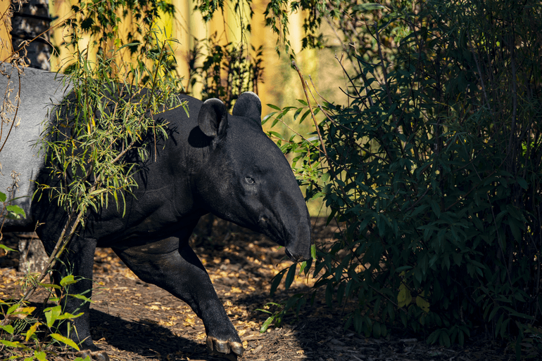 Malayan tapir, Tanuck