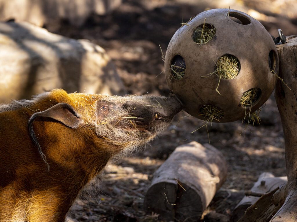 Red river hog