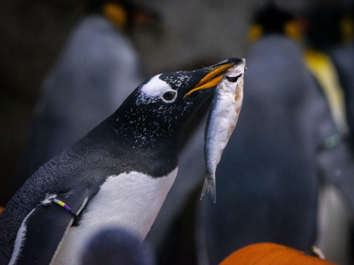 Gentoo Penguin