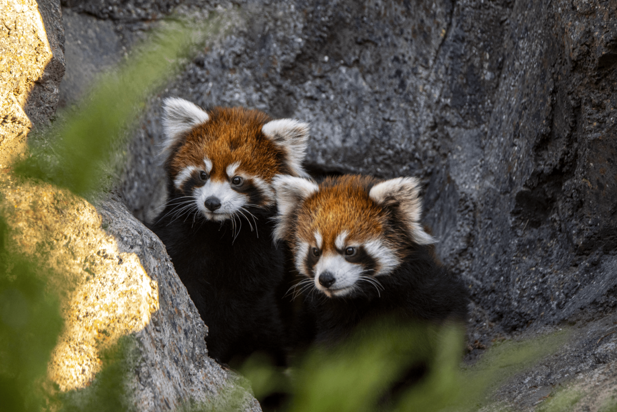 Red Pandas