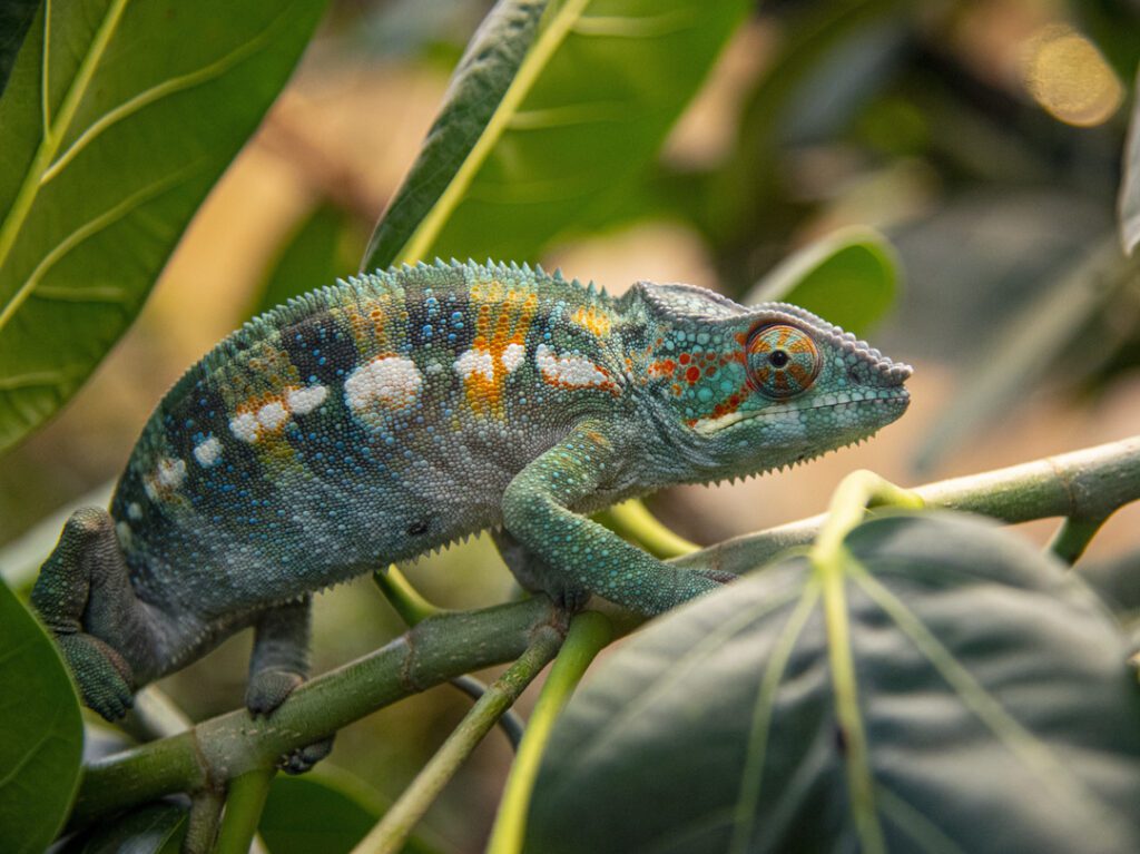 Chameleon