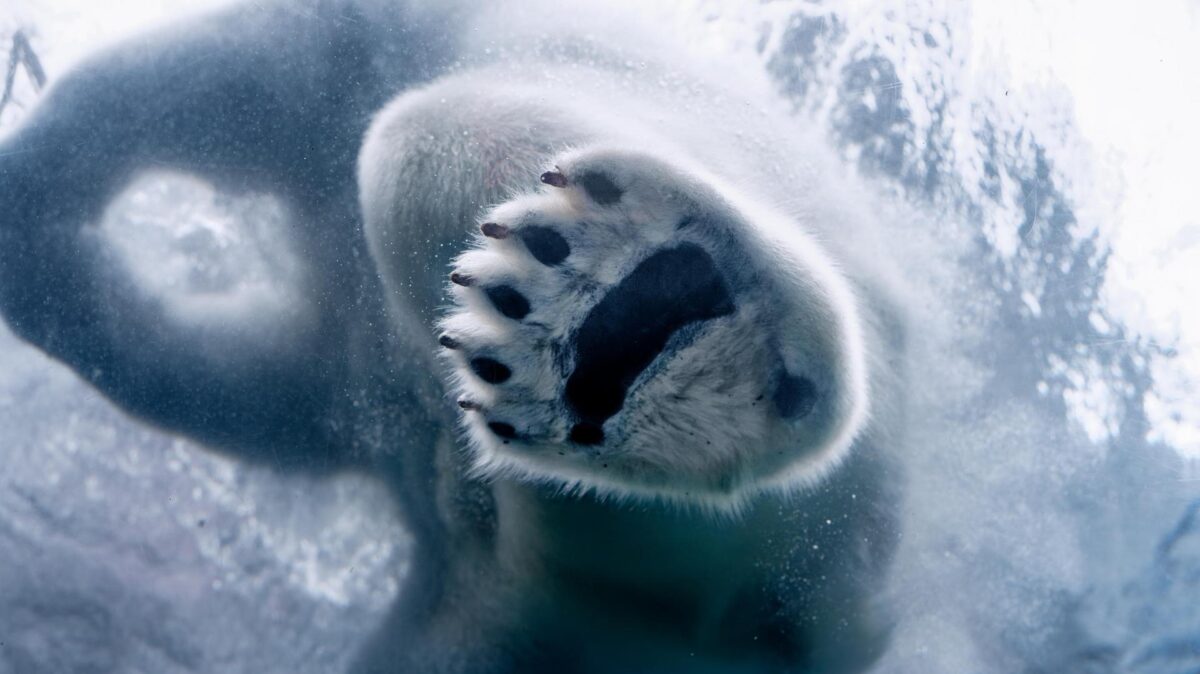Polar Bar Foot