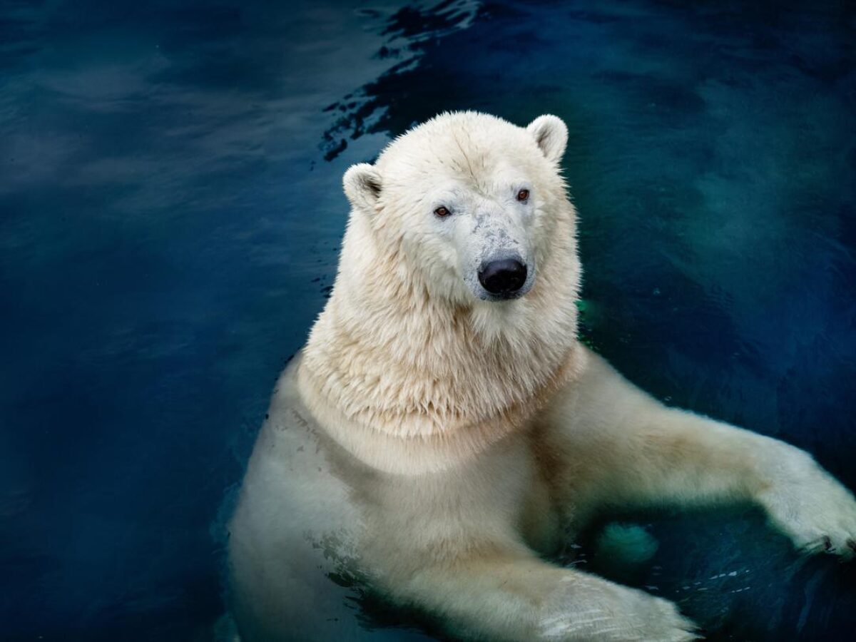 Polar Bear