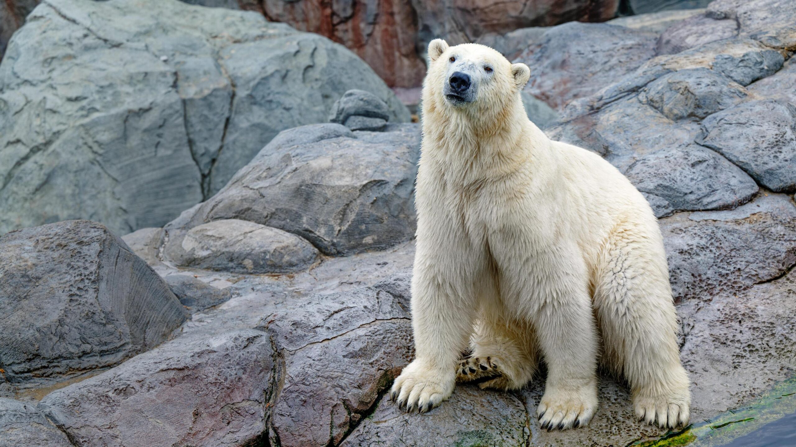 *New* Arctic Adventure (K3) Wilder Institute/Calgary Zoo