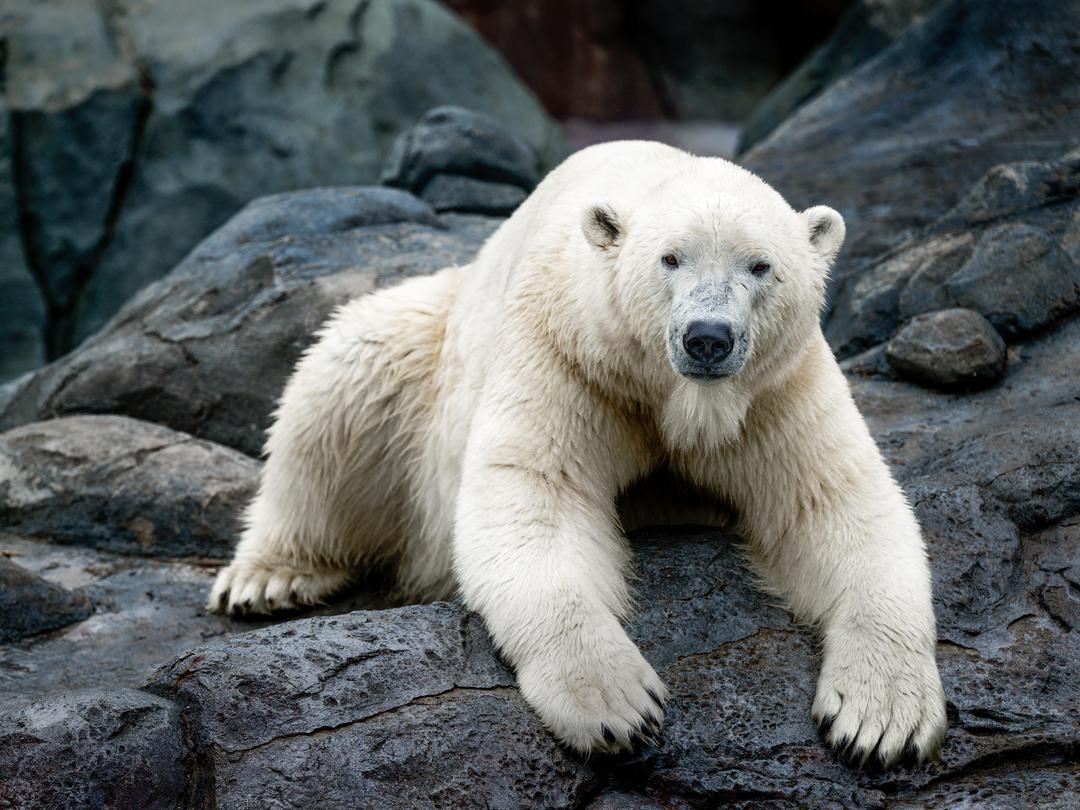 Polar Bear