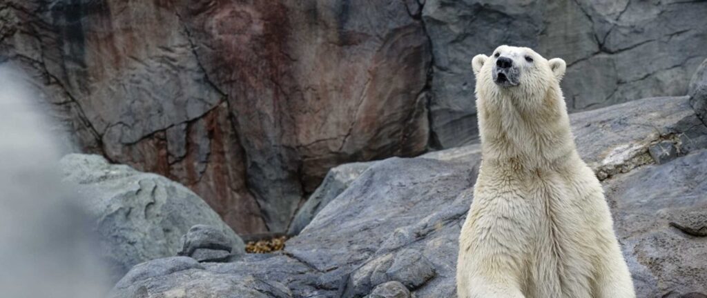 Polar bear