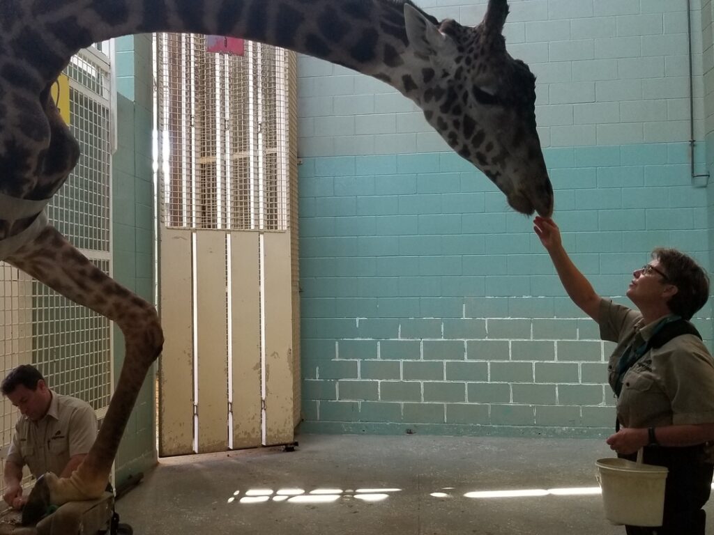 Giraffe
