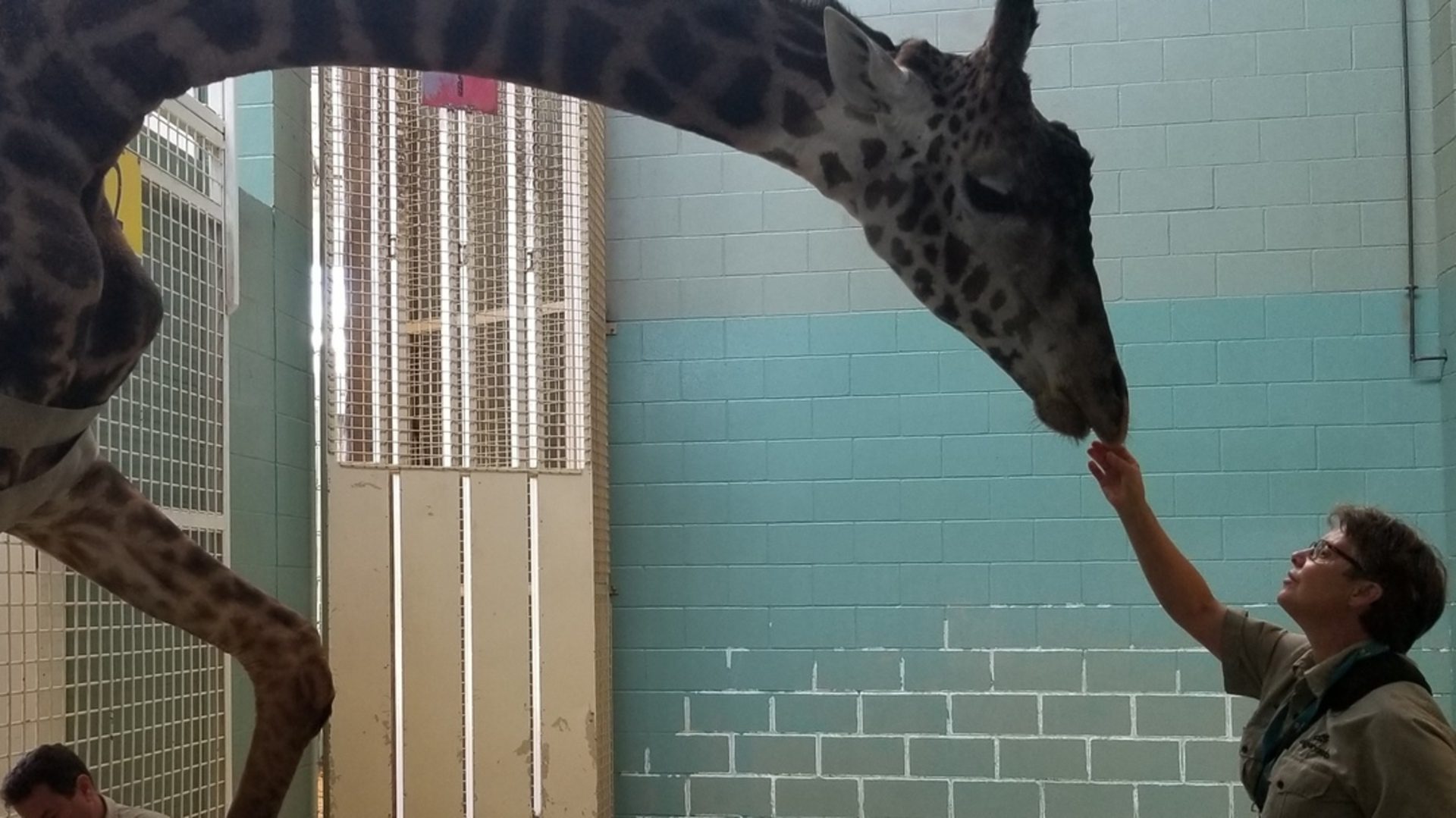 Giraffe