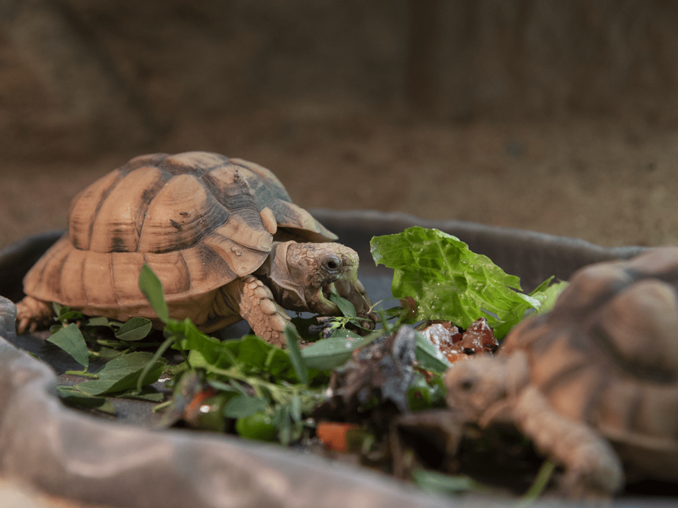 Egyptian Tortoise