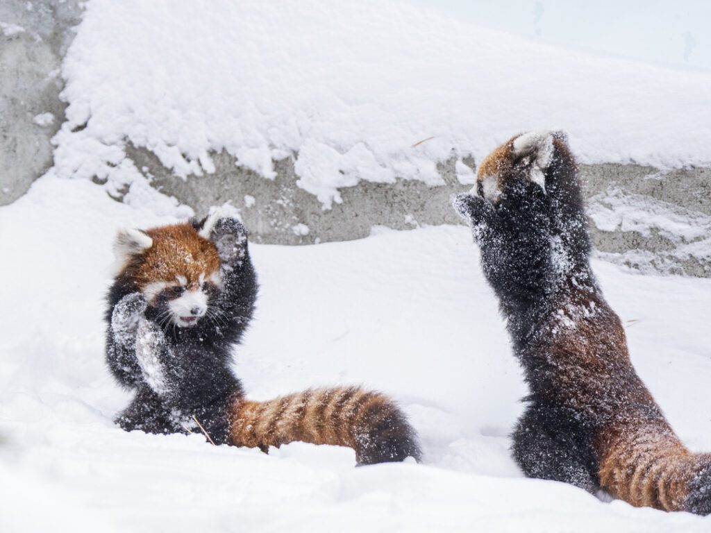 Red Pandas