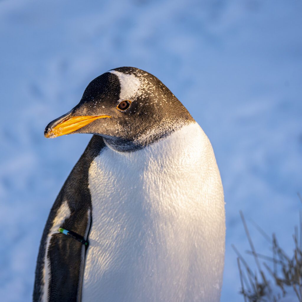 Gentoo Penguin