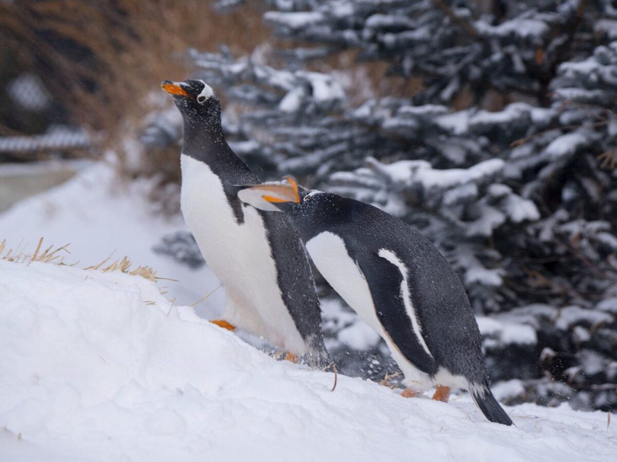 Gentoo Penguins