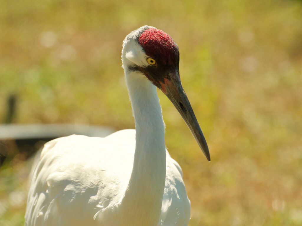 Whooping Crane