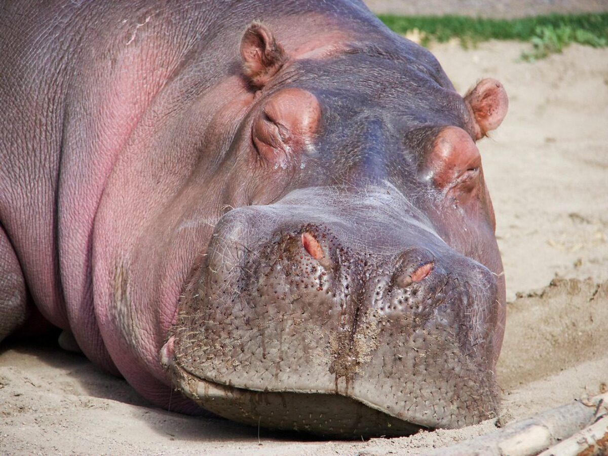 Hippo