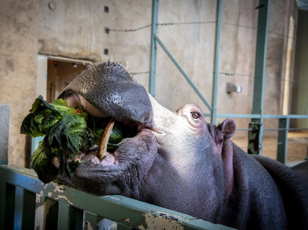 Hippo
