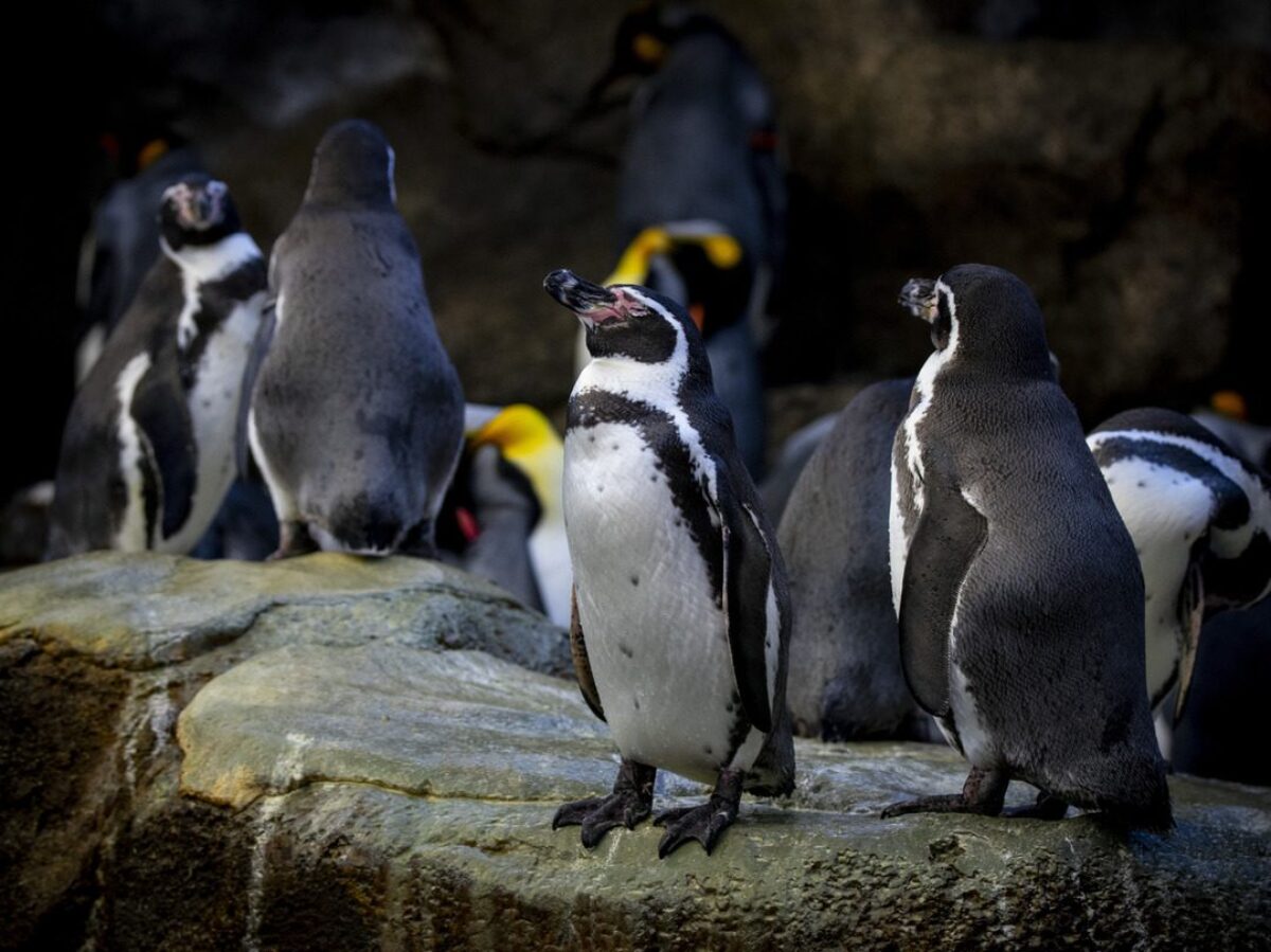 Humboldt Penguins