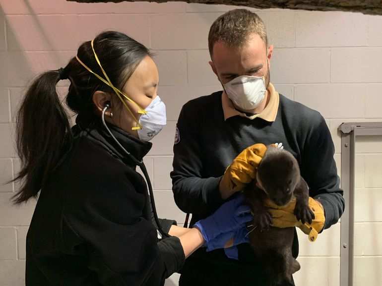 Dr. Shannon Toy examining a North American River Otter. Assisted by Animal Care Technician, Trevor Chester