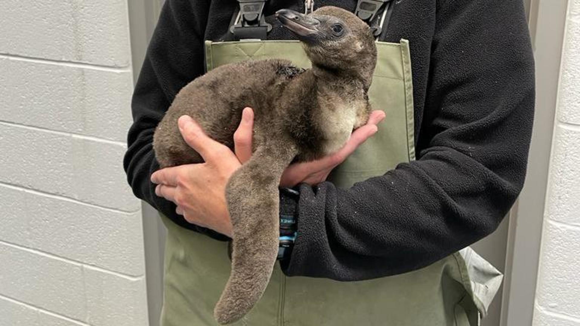 Humboldt Penguin Chick