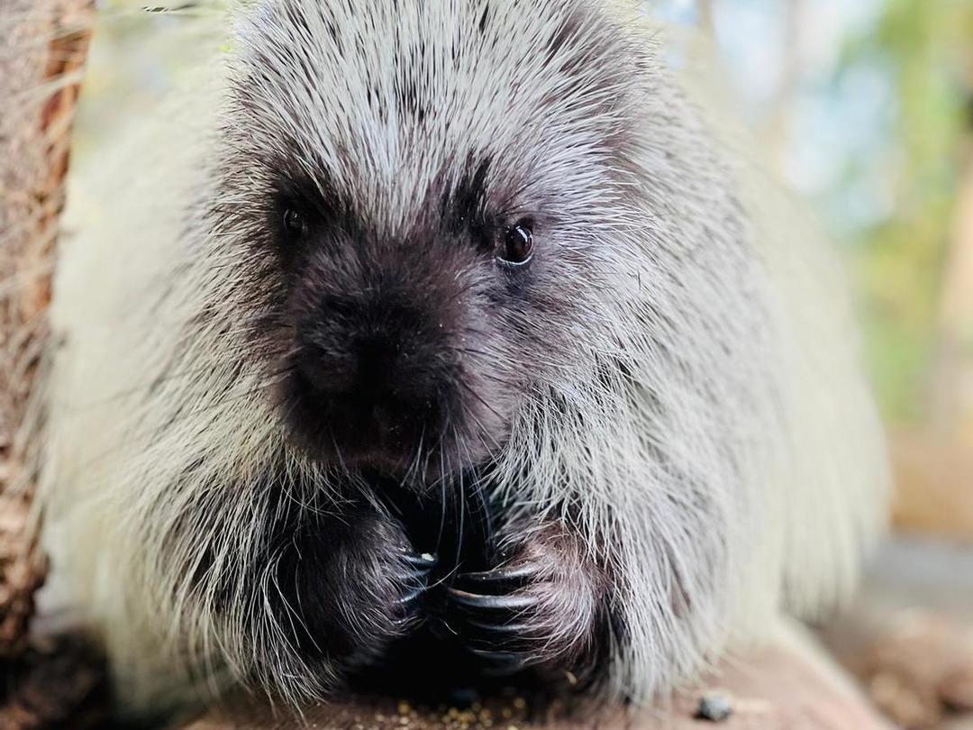 North American Porcupine