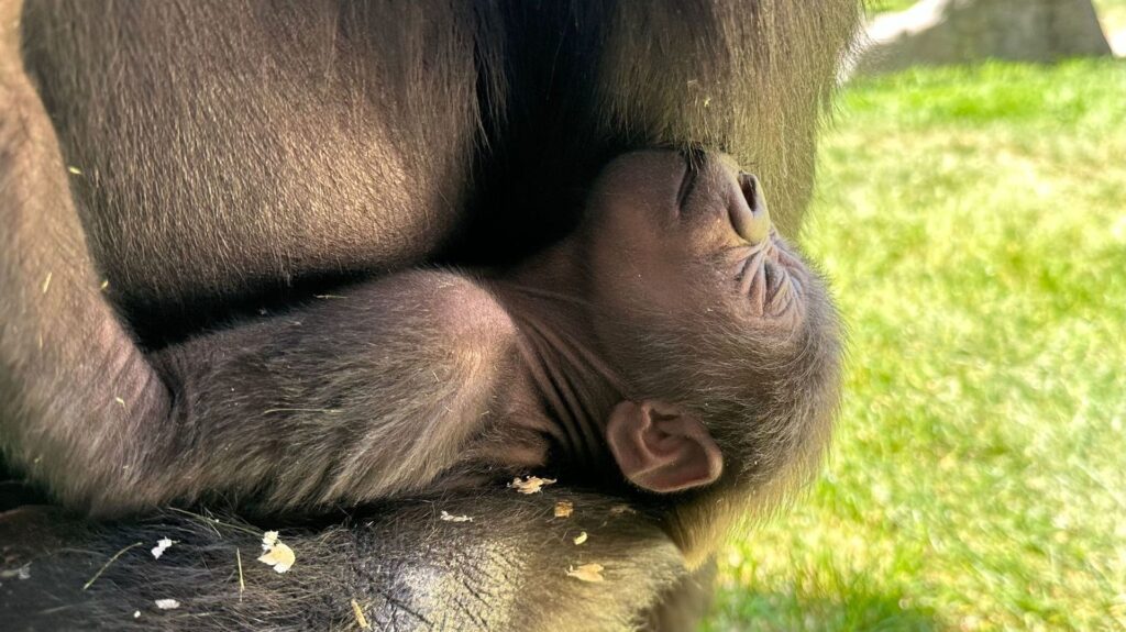 Western lowland gorilla