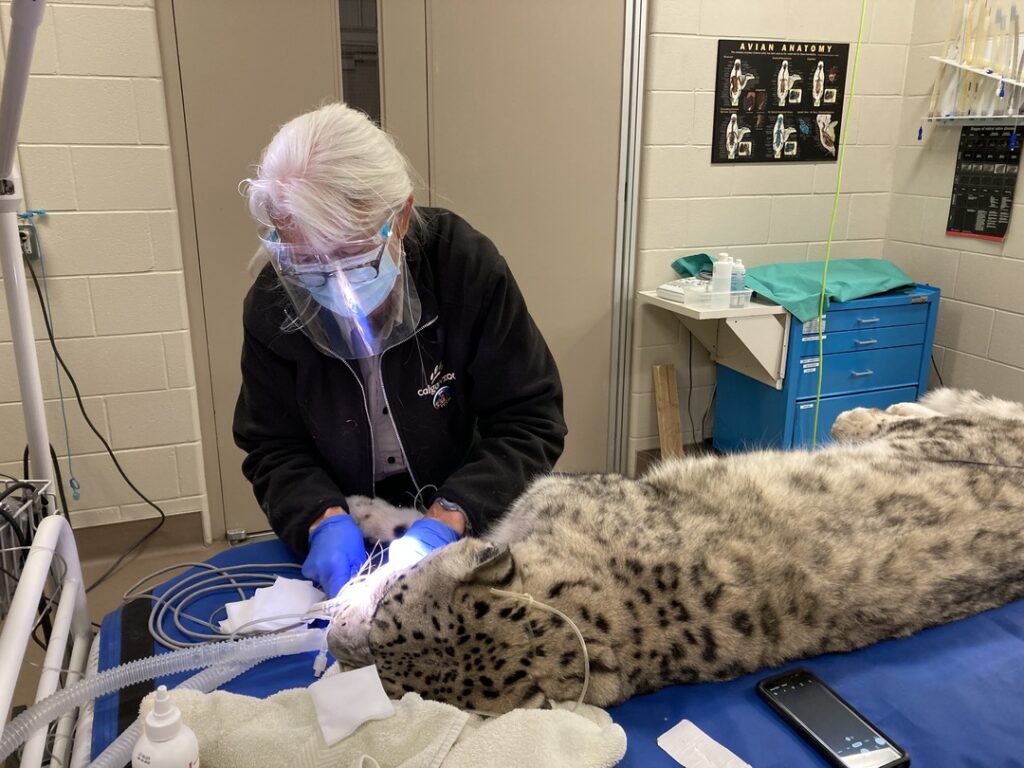 Snow Leopard