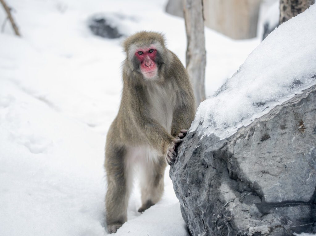 Japanese Macaque