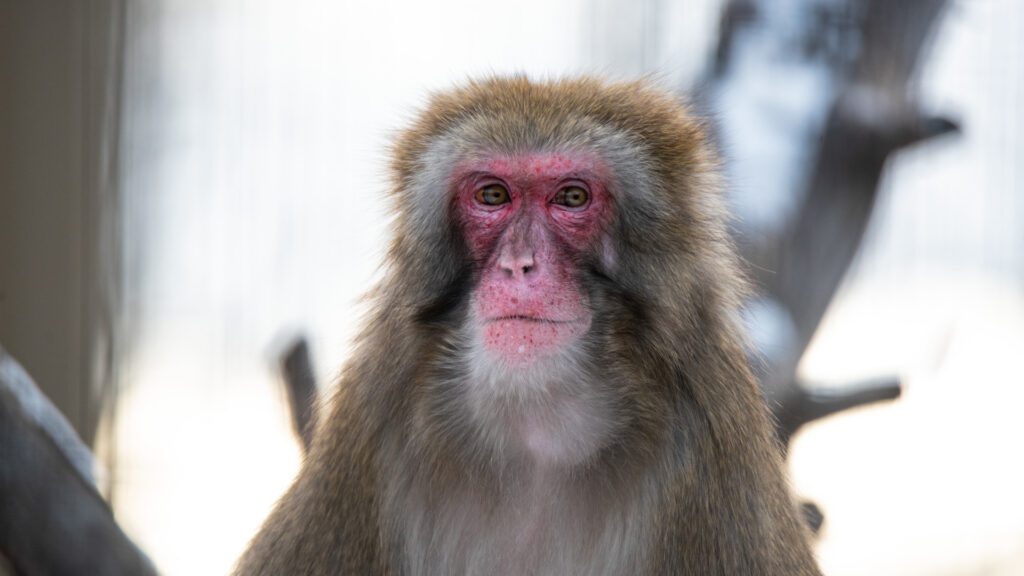 Japanese Macaque